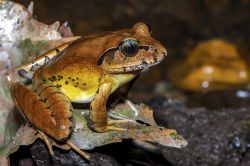 104-Mixophyes fleayi